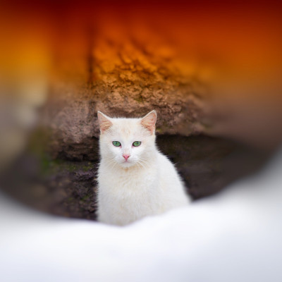猫
