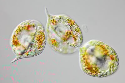 显微镜下的生物