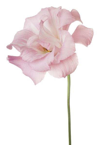 eustoma