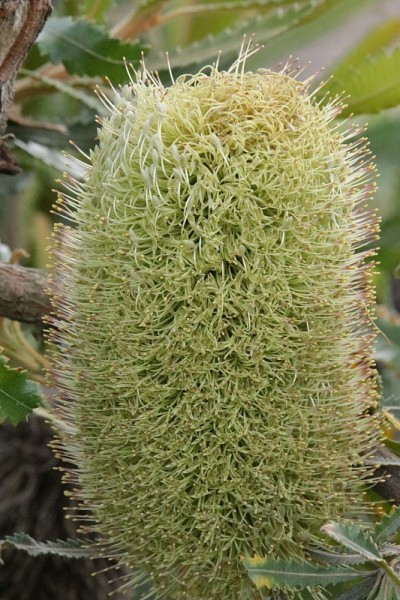 野花