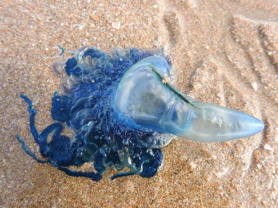 水母