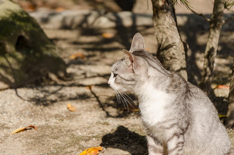 阳光花园里孤独的猫:日本福冈