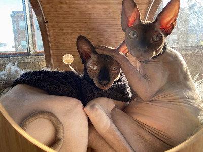 Sphynx