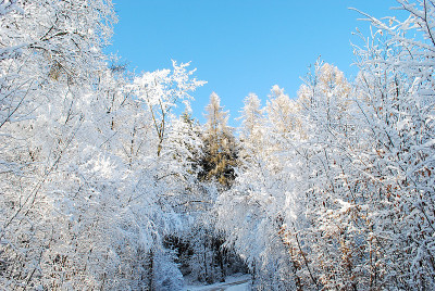 树上覆盖着雪