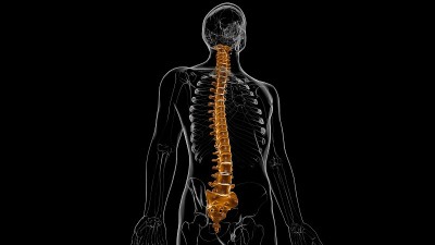 人类骨骼脊柱椎骨解剖3D