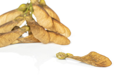 在白色上孤立的酒棕色翅果瘦果