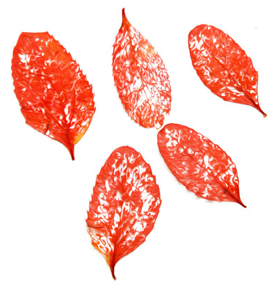 油画插图的设定干压分散骨架叶片的红小檗，枫树，杨树树枝，孤立与阴影。照片处理