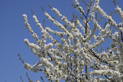 樱花。树枝上的樱花