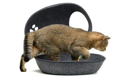 年轻的灰色苏格兰栗鼠直猫坐在白色背景的灰色毛毡房子里