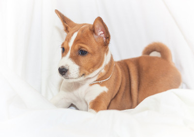 漂亮，可爱的小狗狗不吠犬巴森吉品种