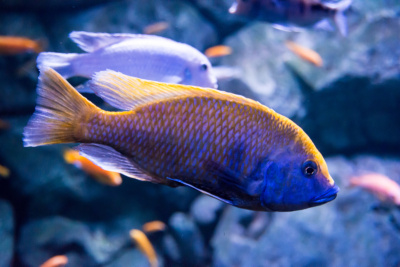 鱼在水族馆的特写