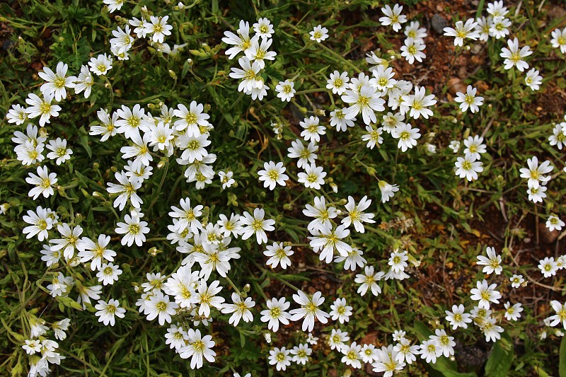 方亭Cerastium fontanum，又称鼠耳繁缕，普通鼠耳，或星草