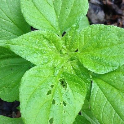 花自然叶色
