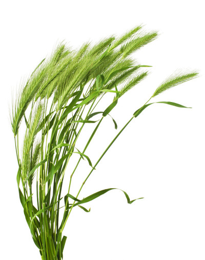 绿草小穗