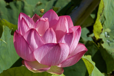 莲花和蜜蜂之花
