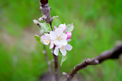 苹果花枝