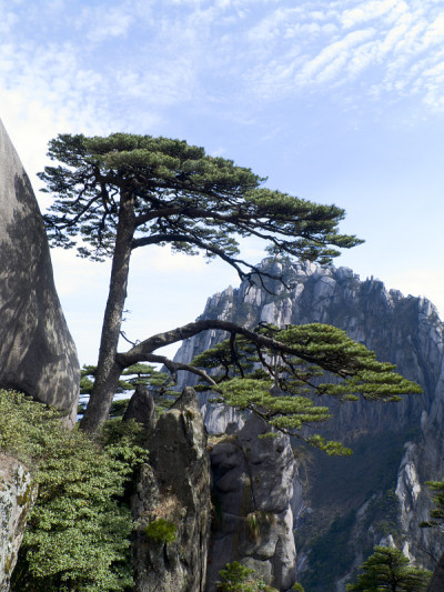 黄山上的一棵松树