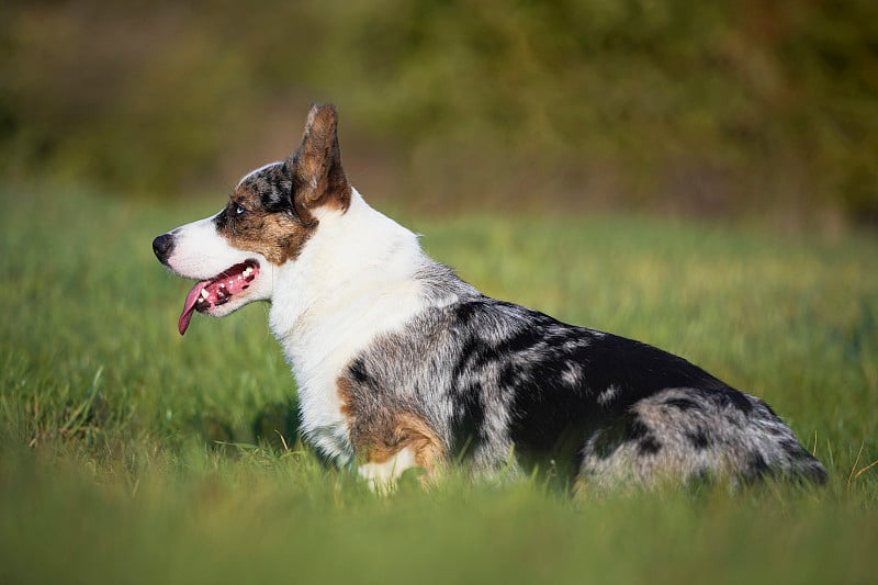 卡迪根威尔士柯基犬