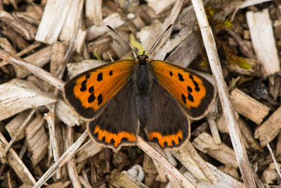 小铜蝴蝶(Lycaena phlaeas)背部视图