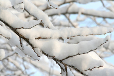 大雪