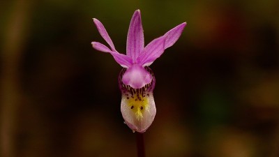 Calypso Orchid