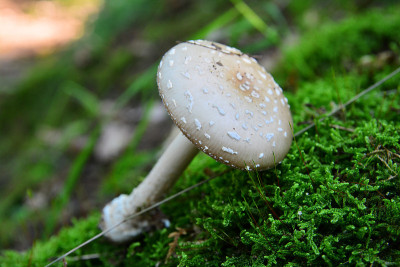 amanita excelsa