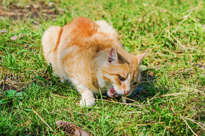 野生红猫