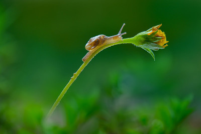 美丽的蜗牛在热带花园的花朵上