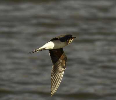 Collared Prancticole