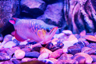 红王龙鱼在近距离观察水族馆