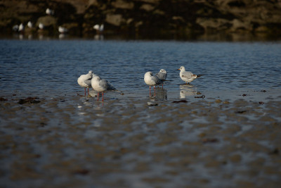 Saint-Malo