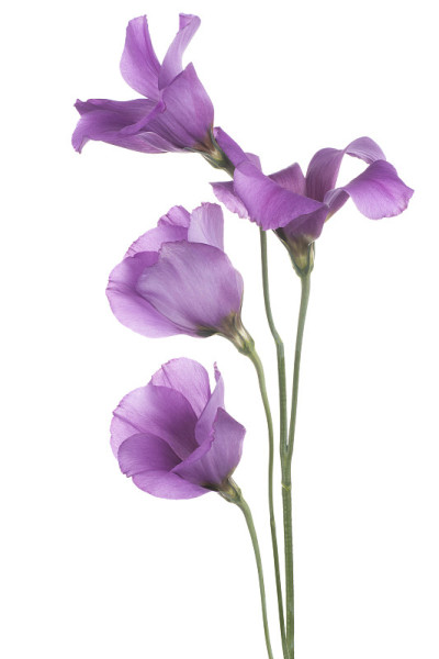 eustoma