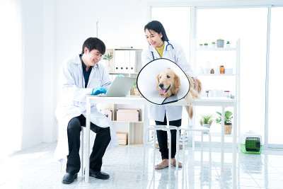 在兽医诊所生病的金毛寻回犬。兽医正愉快地和检查室的团队一起工作，检查室里有一只戴着项圈的金毛寻回犬。