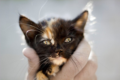家猫
