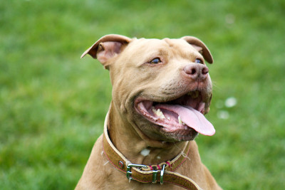 比特斗牛梗犬