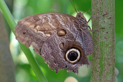 森林巨猫头鹰蝴蝶，caligo eurilochus
