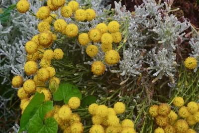 棉花薰衣草