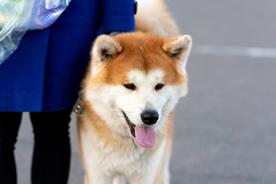 成年秋田犬，旁边的女主人。