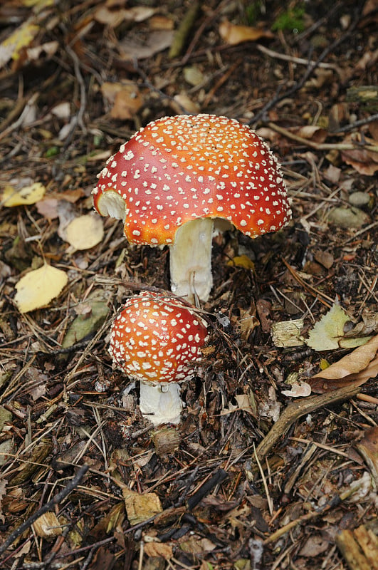 飞行伞菌