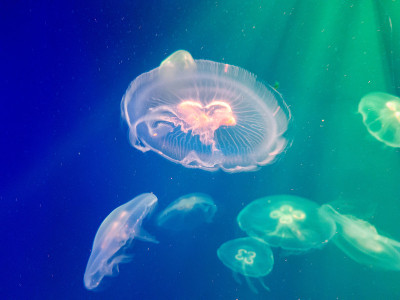 水族馆里的海水水母