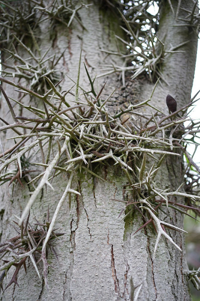 蜜蝗(皂荚)的刺的靠近，一属的树在Fabaceae, Caesalpinioideae亚科，原产于北