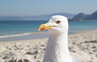 海滩上的海鸥