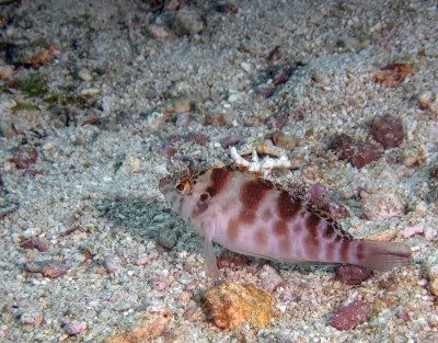 一种珊瑚鹰鱼(cirrhitithys oxycephalus)