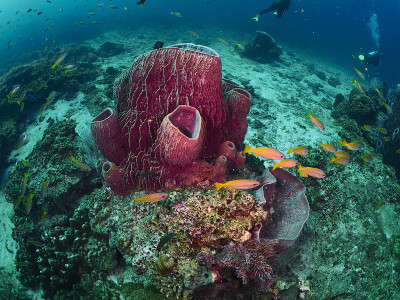 海绵桶和大眼鲷
