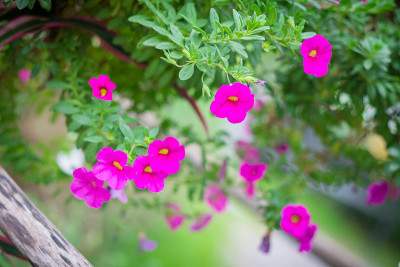 Catharanthus Roseus花或玫瑰色长春花在花园里