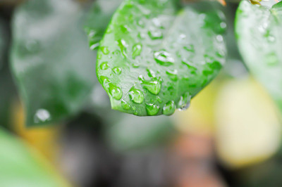 小榕树或攀缘无花果或桑科和露珠
