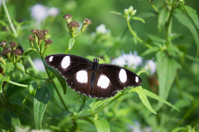 Eggfly蝴蝶