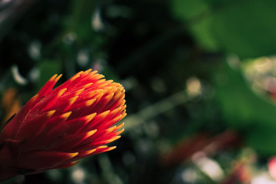 热带山龙眼花。
