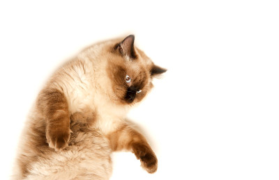 波斯猫
