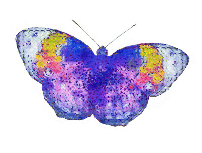 蝴蝶数字设计